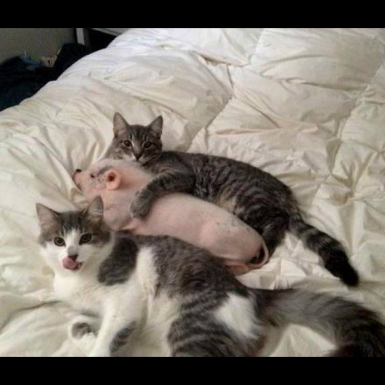 lunefille8's profile picture. 