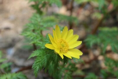 Uminyang's profile picture. 