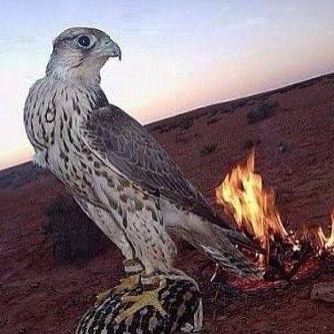 شركه الهلالي للسياحه وسياحه الصيد
للحجز والاستفسار على الرقم 
00995577174750
او ايميل
info@alhilali-tth.com