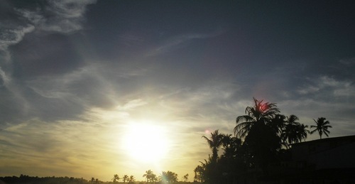 oliveirairis's profile picture. 