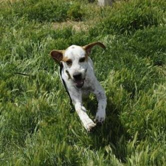 Pet Obey's Twitter account. We'll tweet with tips on dog training and post videos here. Stay tuned!