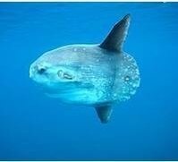 HaloMrtree's profile picture. 