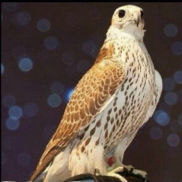 abou_hamad45's profile picture. 