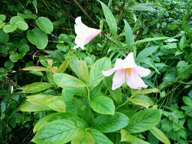【活動内容】🌸春…山登り 🌻夏…サイクリングなど 🍁秋…山登り ❄️冬…スキー・スノーボ ード🍃不定期開催…レクリエーション・料理会・トレーニングなど / 新入部員男女共に募集中(*￣∇￣)ノ 質問はインスタから質問箱へ⤵︎⤵︎