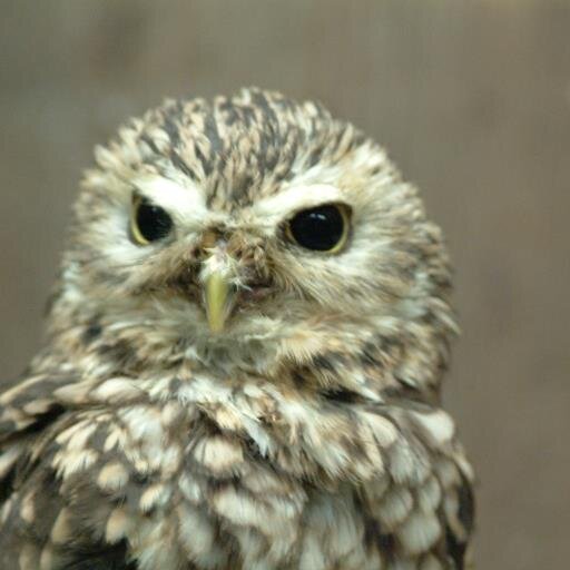 tsuboyakinews's profile picture. 世界の平和を守るため、時事問題にバイアスをかけて配信。テーマは次世代に安心な社会を提供する事。世界から悪を駆逐する。反韓は反日勢力に対してのみ。韓国ドラマも俳優も韓国の友人も大好き。ポツダム宣言については、米国との調印後のソビエト連邦の追認は国際法上無効と考えています。