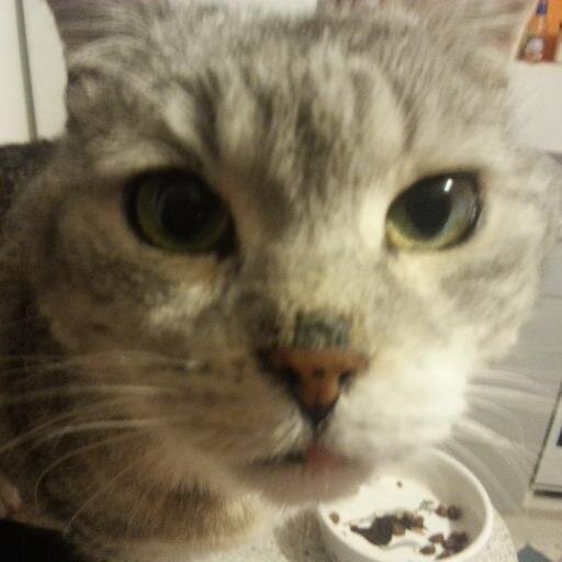 Katinkablau's profile picture. https://t.co/nqkEvk0PnI