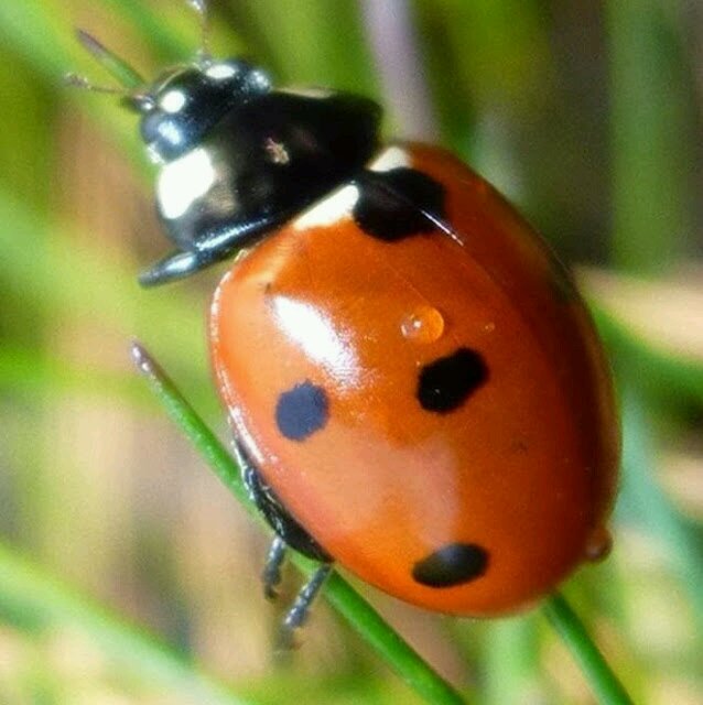 Hankacho's profile picture. 