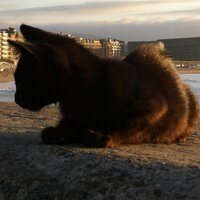 simona mancini (@mancinisim) 's Twitter Profile
