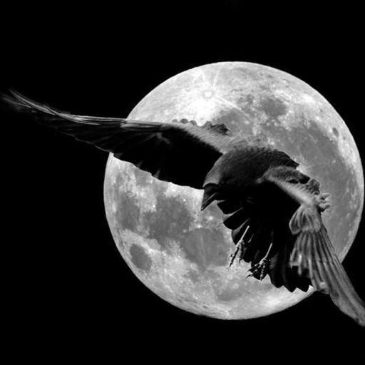 RavenNyte's profile picture. 