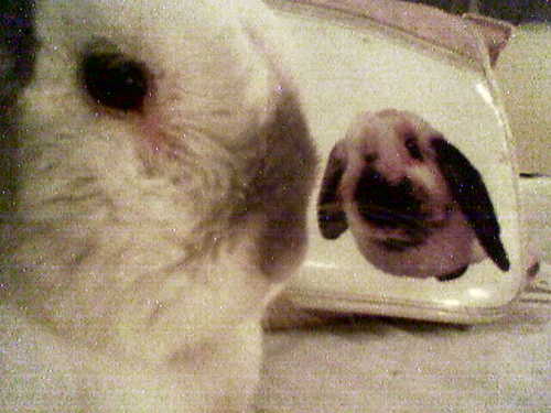 dogeggsy's profile picture. Ginger.