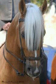 me encanta todo tipo de música...super fans de LA HÚNGARA...mi pasion los animales en especial los caballos