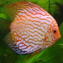 francesca freeman - @fran_free_fish - Twitter