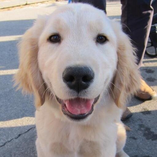 Bringing you a daily dose of Golden Retriever therapy. 
Send pics of Goldens to goldensretrieve@gmail.com, and we'll tweet them (w/ attribution if you'd like).