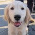 DailyGoldens (@goldensretrieve) Twitter profile photo