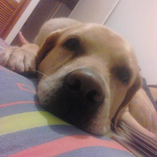 laflufli's profile picture. 