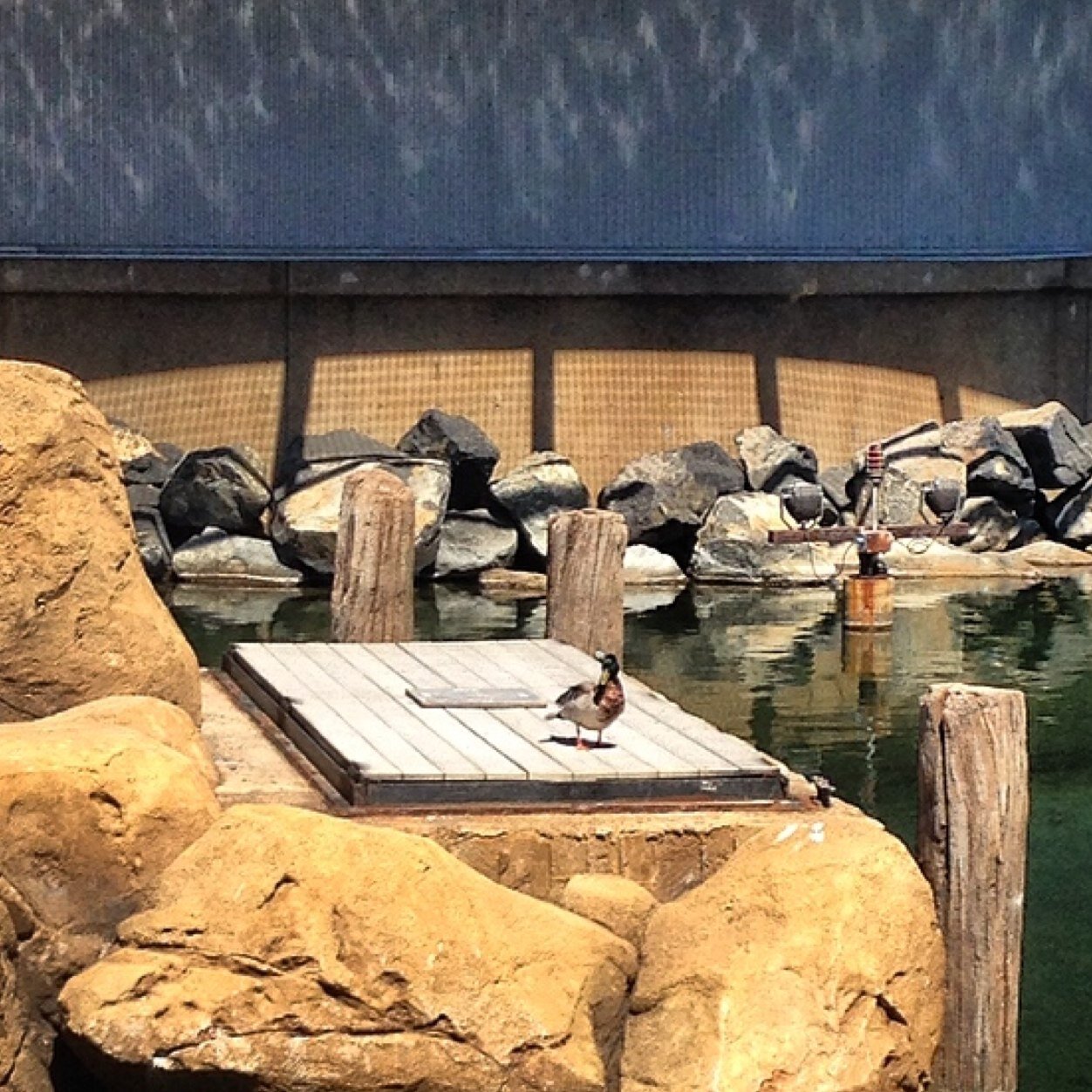 ducksofdland's profile picture. Hang out with us at the park and check out our instagram @ducksofdisneyland