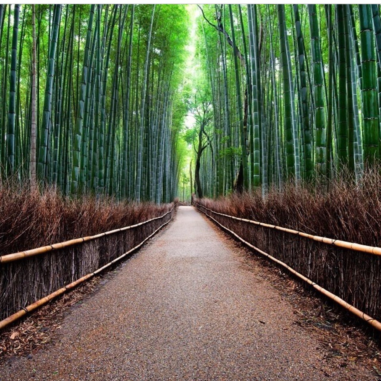 MousaALN's profile picture. 