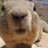 corsicafox's profile image