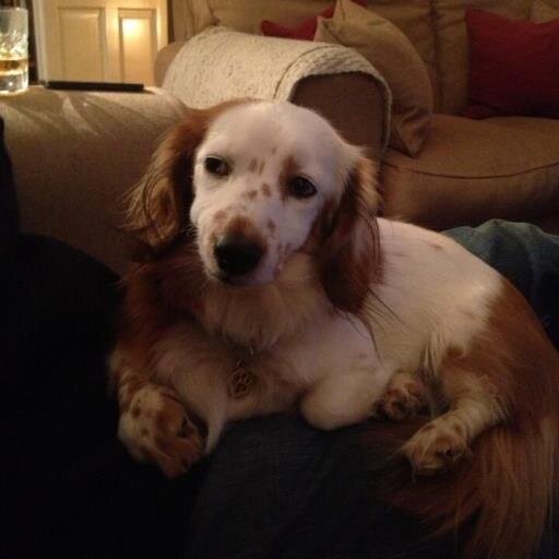 I am the eldest and most sensible dog. Not The Rev. Richard Coles.