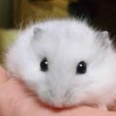 今年こそはダイエット成功させます！応援お願いします。フォローもよろしく