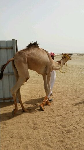 ssmmss863's profile picture. هاوي للشعر  ورياضة سباق الهجن