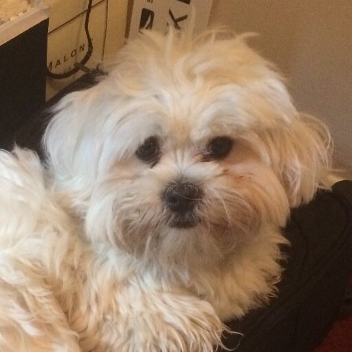 Sherlock The Dog Profile