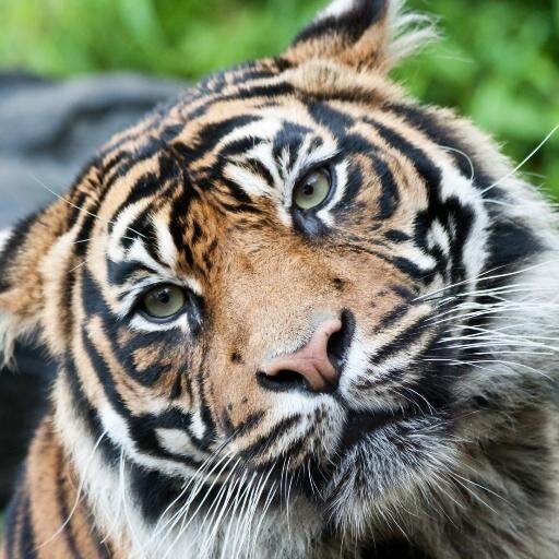 citoyenne_ha's profile picture. 