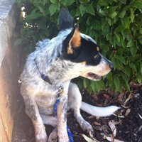 China Davies (@chinadavies) 's Twitter Profile