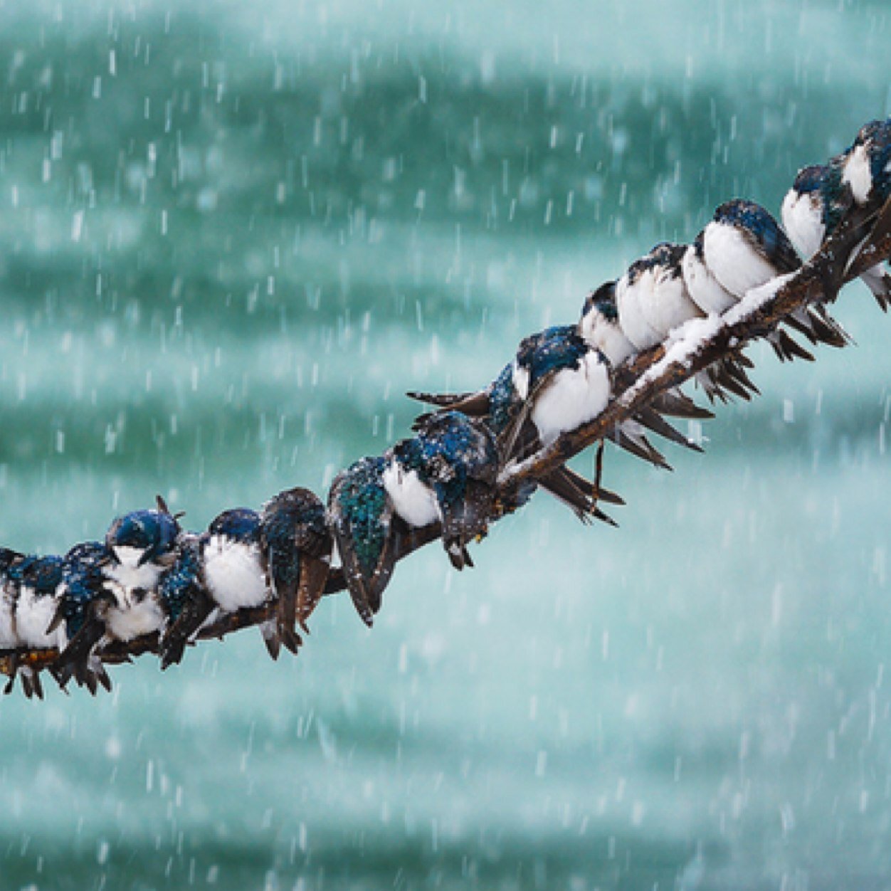 Kanlicasakini's profile picture. 