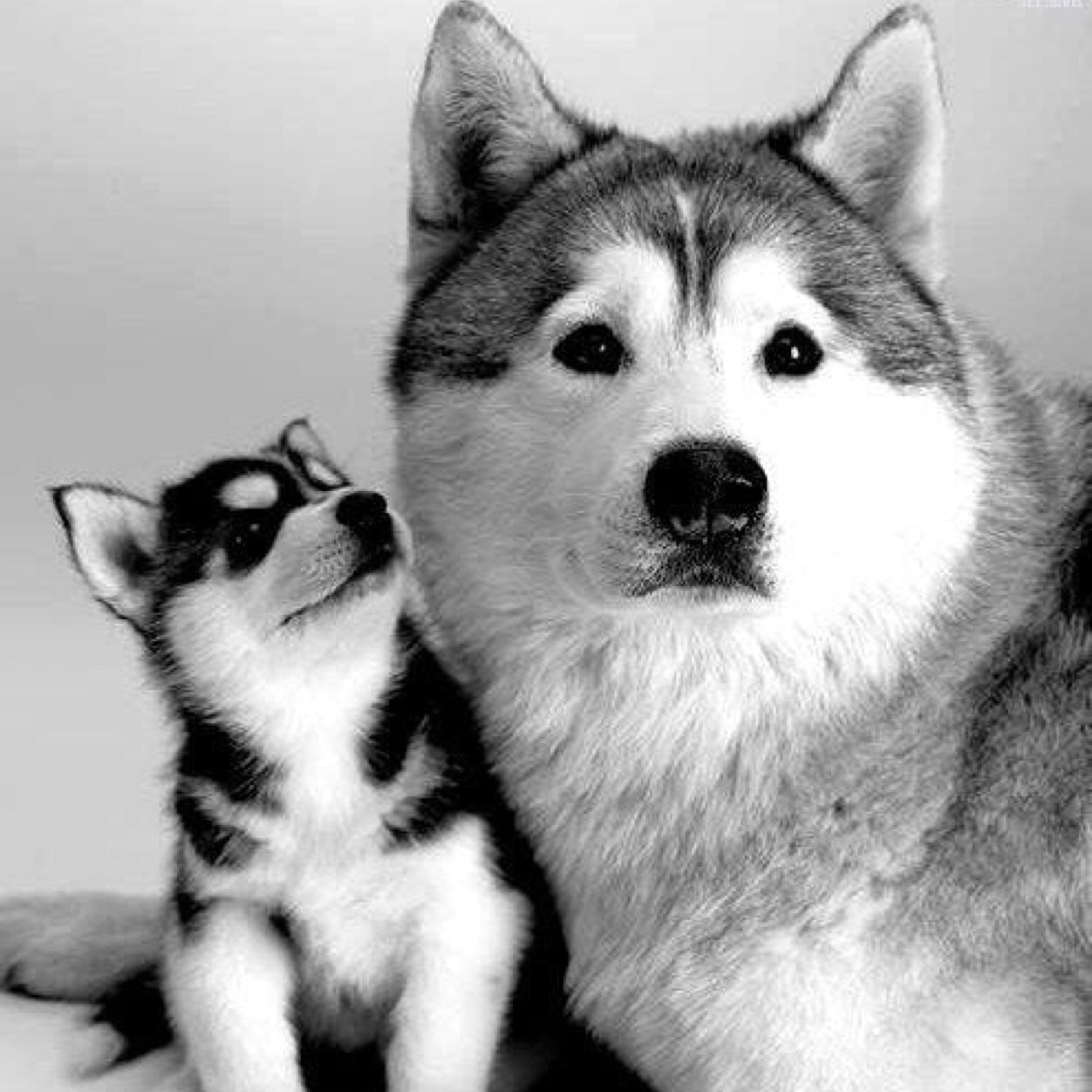 We do not claim ownership of any of the pictures posted just an avid Husky enthusiast