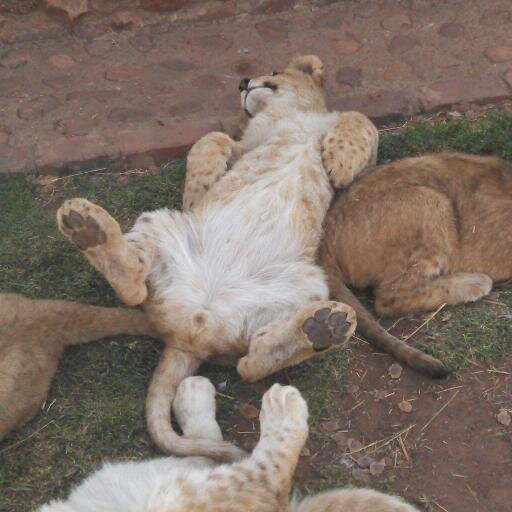 Renee96819's profile picture. 