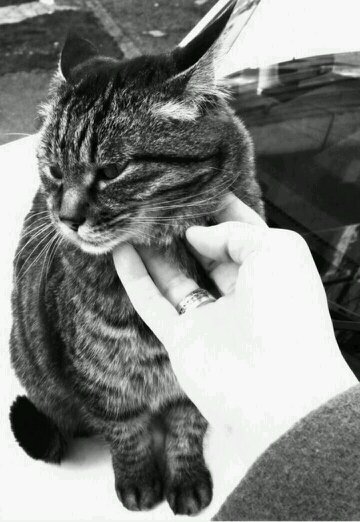 marmot_cl's profile picture. ヲタクさん。アニメとゲームが大好き。一部の電車も大好き。ぐちぐち。