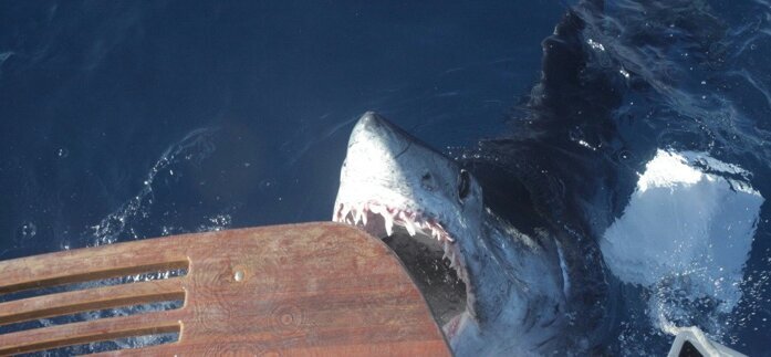 FishSanDiego's profile picture. WORLD CLASS FISHING. Charters available in San Diego and Los Angeles. From family fun to big game. Fishing charters from mild to wild.