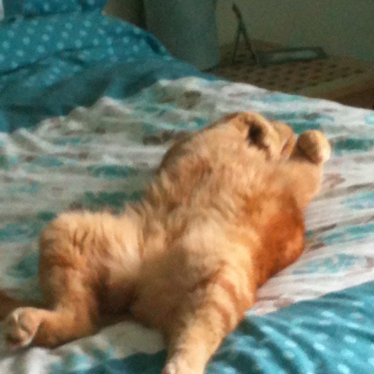 Huge Fat Lazy Evil Ginger Cat - Comedian, Raconteur, Wit, Writer, Social Commentator, Voluptuary, Bon Viveur, Libertine, Libertarian, Lothario and Librarian.