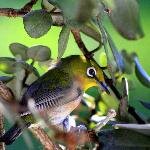 FRANCORITACCA's profile picture. por que si