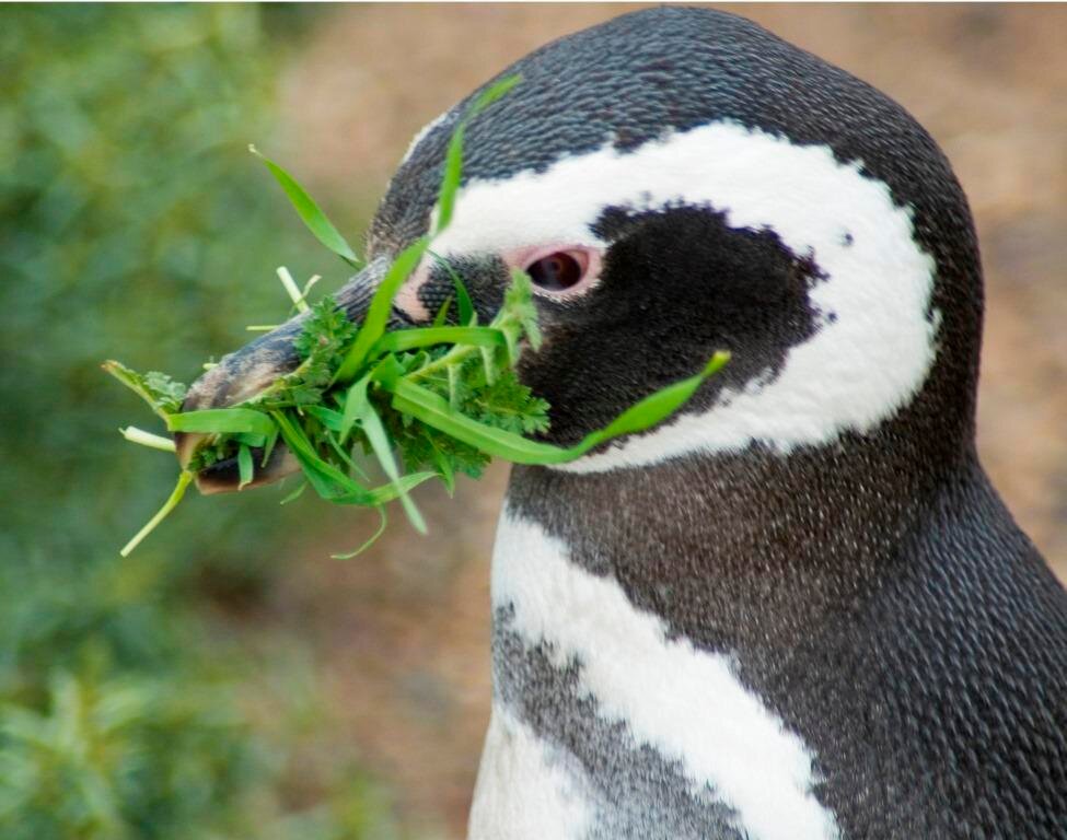 April 25th is the WORLD PENGUIN DAY. The GLOBAL PENGUIN SOCIETY celebrates this day because penguins enrich our Planet!