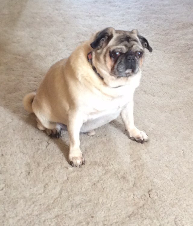 mikeone57's profile picture. A free market small government conservative that is libertarian at heart. I believe we must protect the Constitution at all cost.