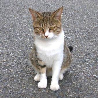 ベトナム在住40代。GR/🐶×4 🐱×5