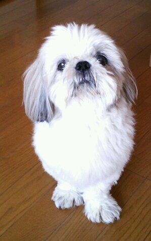 🐶 😹 🐟 好き