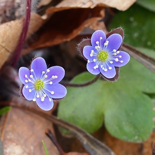 FriendsPinchot's profile picture. The Friends of Pinchot work to preserve, protect and enhance the natural and recreational resources of Gifford Pinchot State Park for the enjoyment of all.