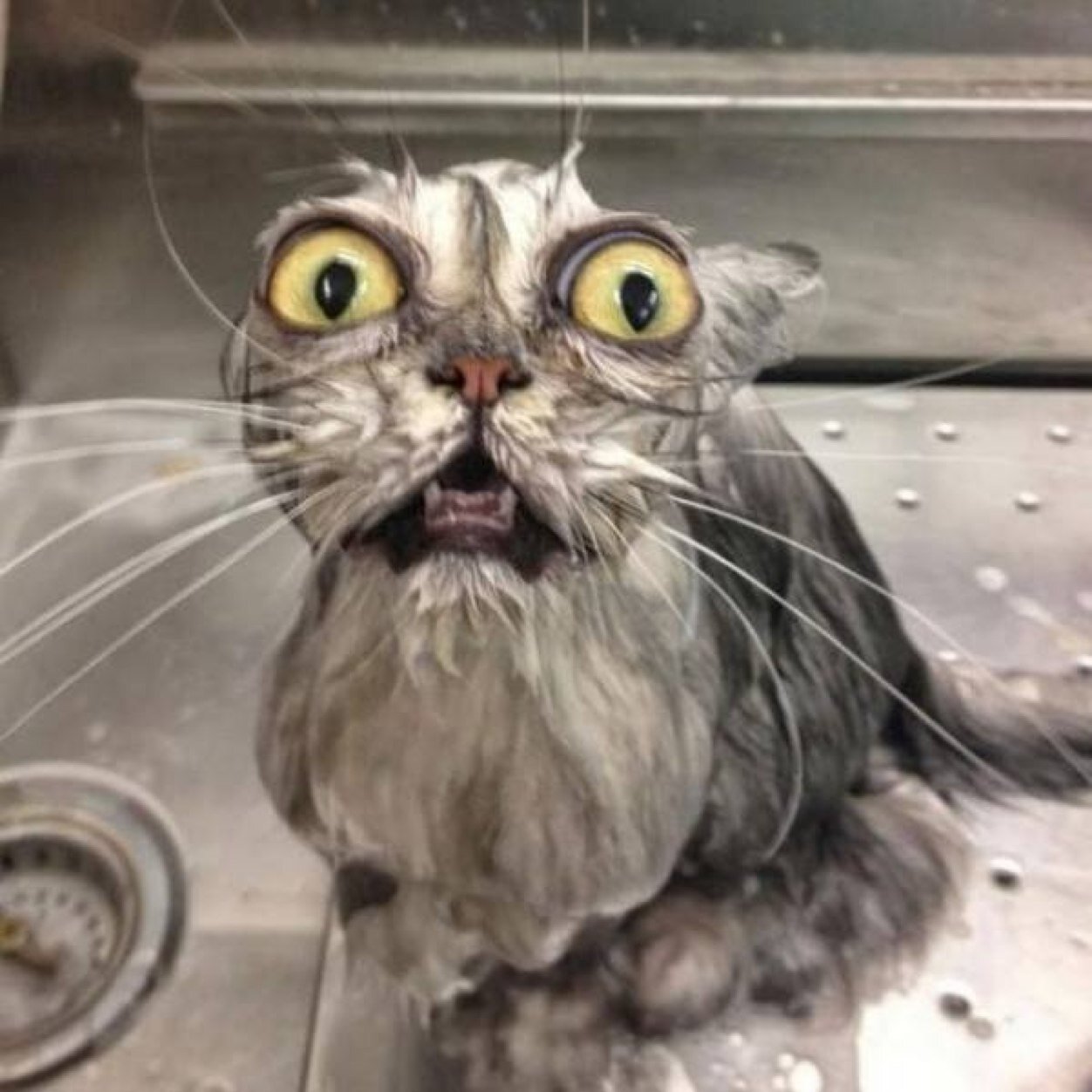 neokabo's profile picture. 