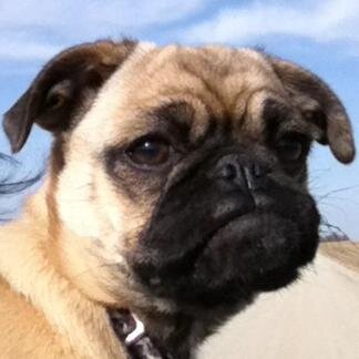 LiloThePug's profile picture. 10 month old pug with a King Charles Cavelier and a German Shepherd/Husky Mix that live with me. Follow me to watch my many adventures!