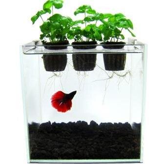 Hydrofloria's profile picture. Hydrofloria, self contained home aquaponics system