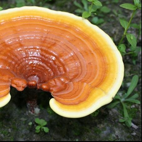 GanodermaClubRD's profile picture. Club que promueve este poderoso desintoxicante, oxigenante y revitalizante conocido como el milagroso rey de las hierbas y el hongo de la eterna juventud.