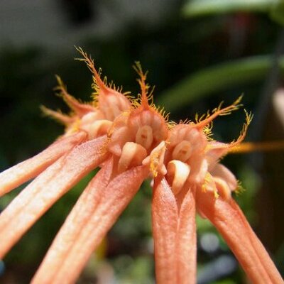 えんぷらのプロフィール写真