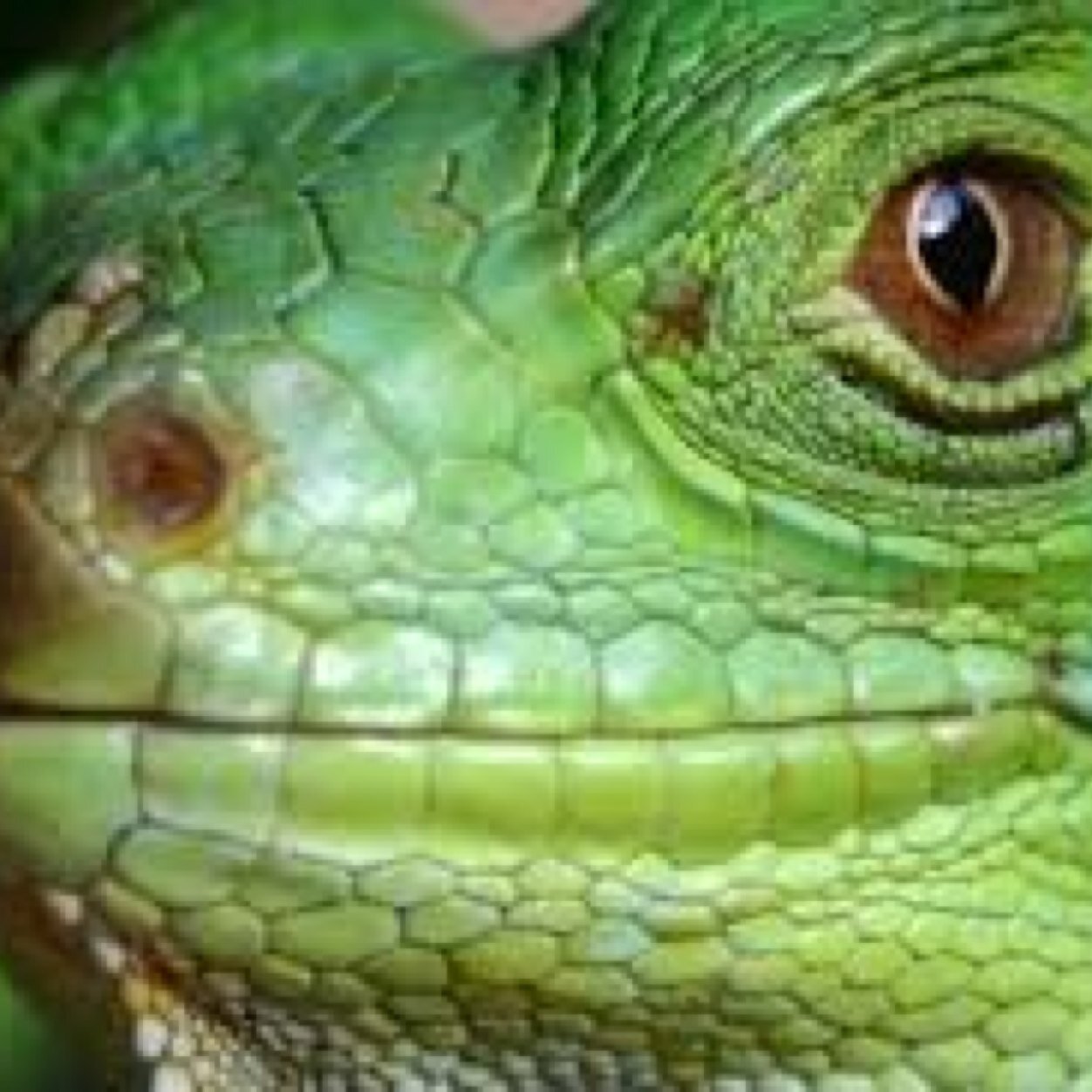 i do not know hoW i got here but also i am a lizard
