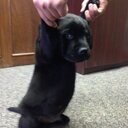 Shawna Phillips - @Shawnaharley - Twitter