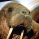 Jacob goodson - @Walrus_titan - Twitter