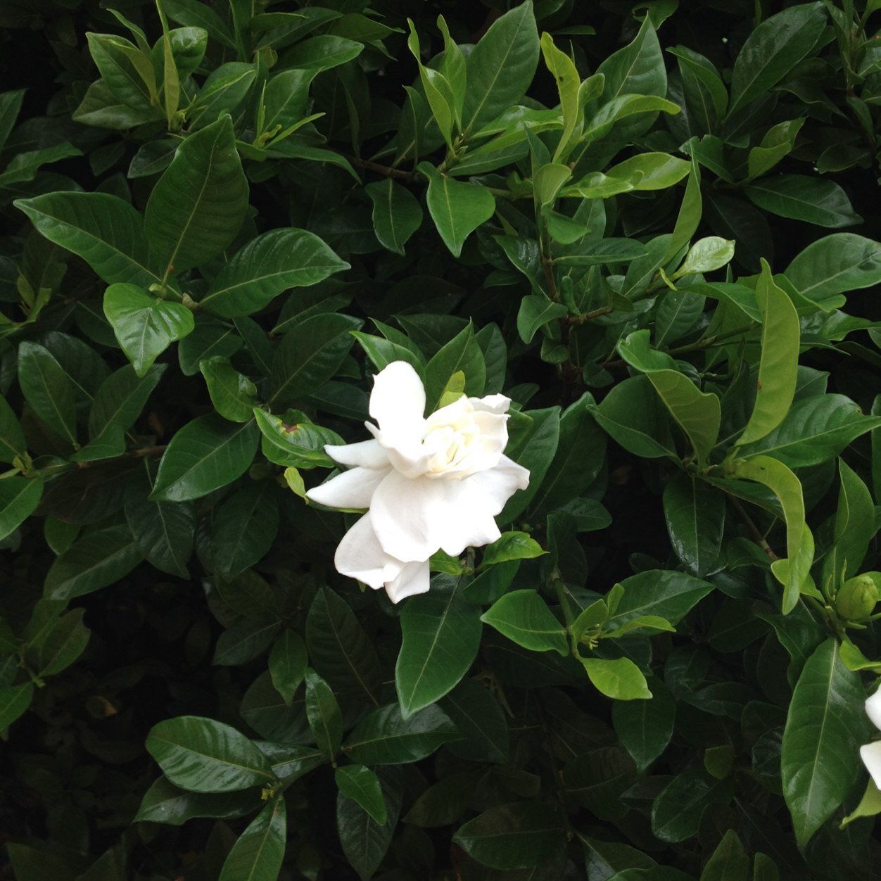 HalesSays555's profile picture. There is not one square inch of neutral ground in the universe C.S. Lewis