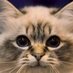 Bernie's REVOLUTION (@coscatcurtispa) Twitter profile photo Bernie's REVOLUTION (@coscatcurtispa) Twitter profile photo